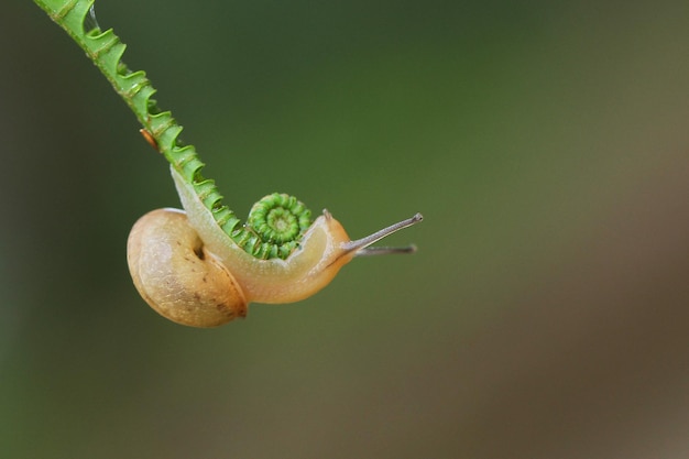 Foto schnecke nach oben