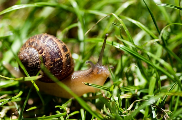 Schnecke rutscht durch das Gras