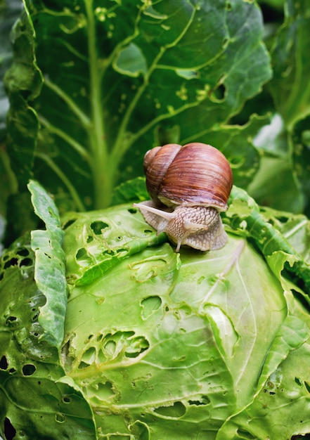 Schnecke sitzt auf Kohl im Garten