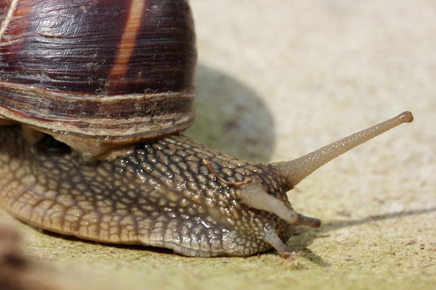 schnecke tier hintergrund