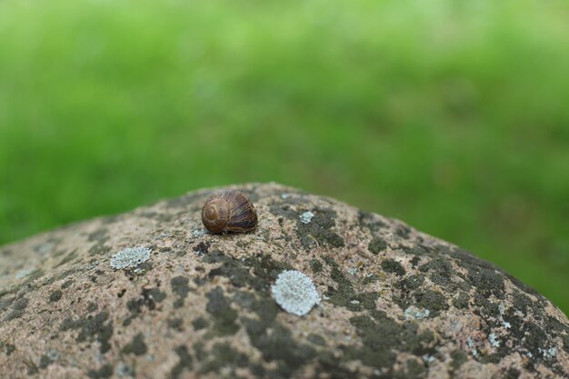 Schnecke versteckt sich in seiner Schale auf einem Felsen