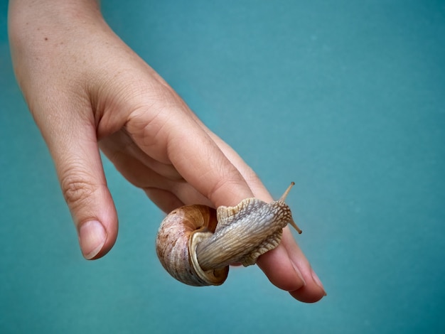 Schnecke zur Hand.