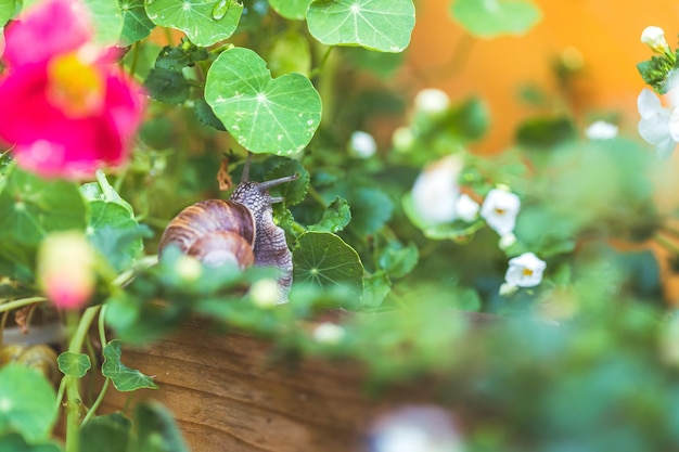 Schnecke zwischen Blumen und Blättern im eigenen Garten aus nächster Nähe