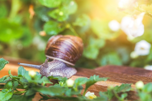 Schnecke zwischen Blumen und Blättern im eigenen Garten aus nächster Nähe