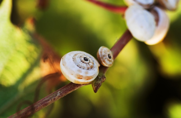 Schnecke