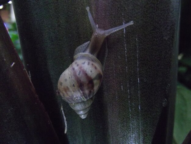 Schnecke