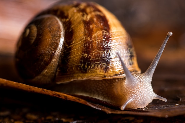 Foto schnecke