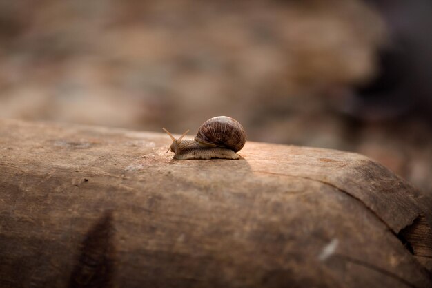 Schnecke