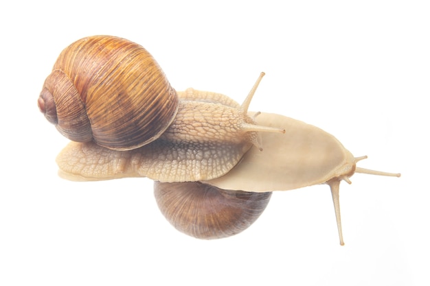 Schnecken auf transparentem Glas. Weichtiere und Wirbellose.