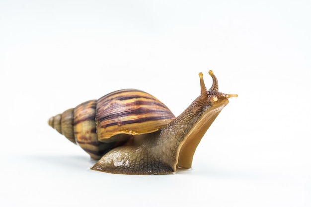 Schnecken auf weißem Hintergrund