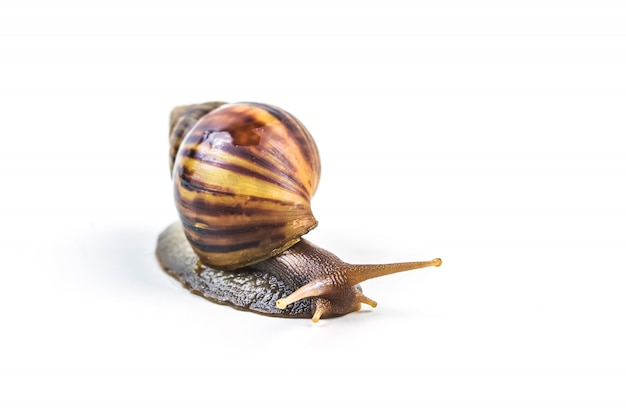 Schnecken auf weißem Hintergrund