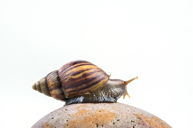 Schnecken auf weißem hintergrund