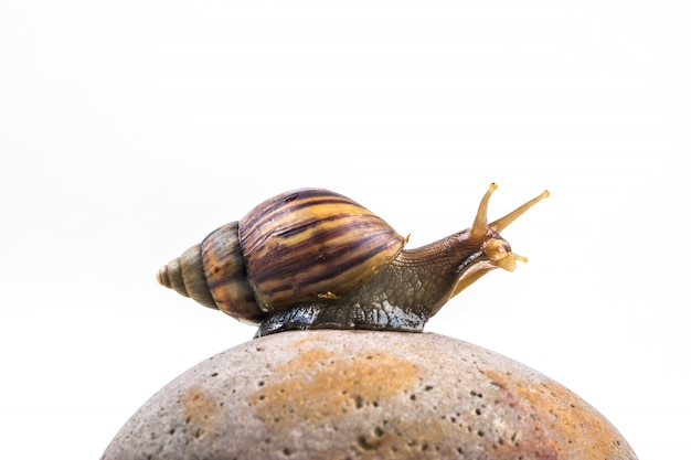 Schnecken auf weißem Hintergrund