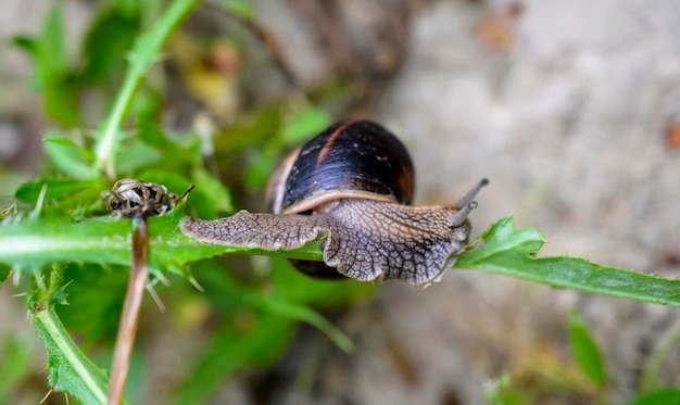 Schnecken fressen grüne Pflanzen im Garten