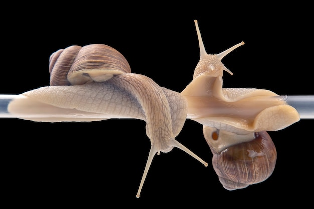 Schnecken hängen an einem Plastikrohr