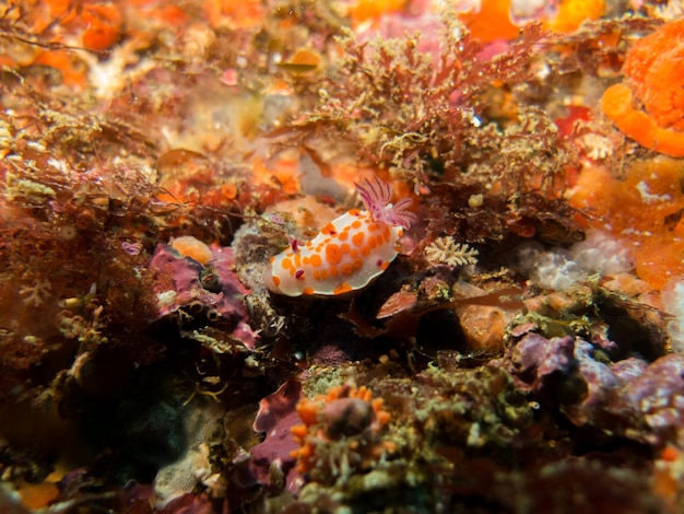 Schnecken im Meer