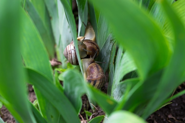 Schnecken in den Blättern einer Irisblüte Schnecken in der Natur