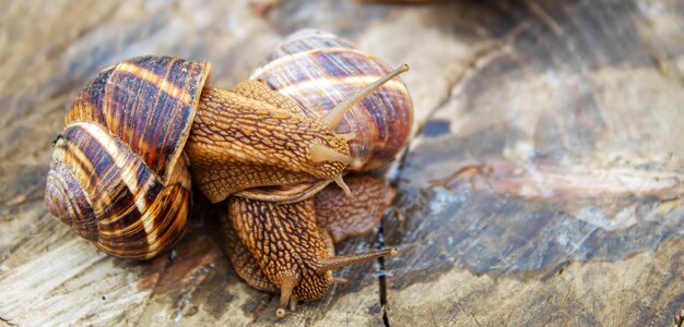 Schnecken in der Natur auf einem Baum Selektiver Fokus