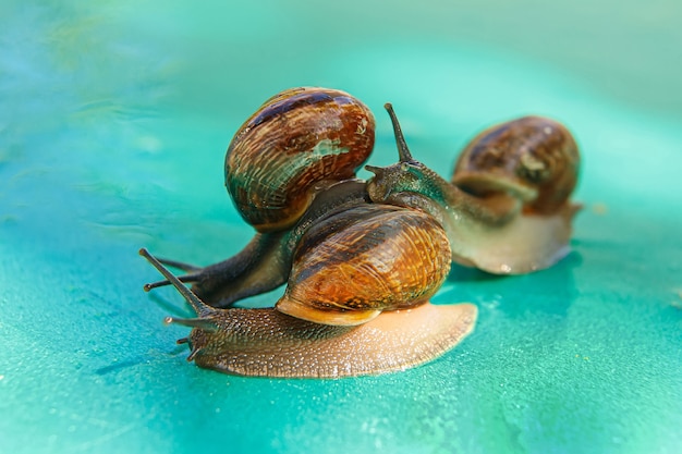 Schnecken kriechen auf einer grünen nassen Oberfläche