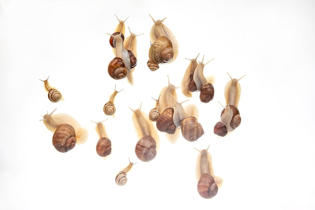 Schnecken kriechen in einer Gruppe auf weißem Hintergrund. Tierwelt in der Natur