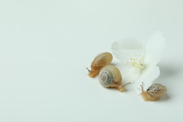 Schnecken mit Muschel und Blume auf weißem Hintergrund