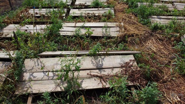 Schneckenfarmbretter, auf denen Schnecken auf einer Schneckenfarm im Freien wachsen Nahaufnahme der Schneckenzucht wachsende Schnecken