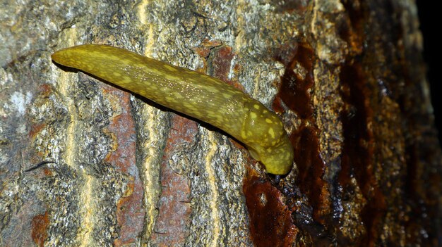 Schneckenschnecke trinkt Baumsaft in der Nacht Nahaufnahme Makro