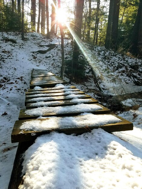 Foto schnee auf bäumen im winter