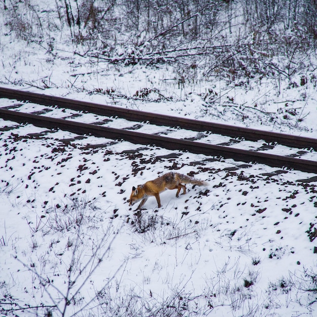 Schnee auf Bäumen im Winter