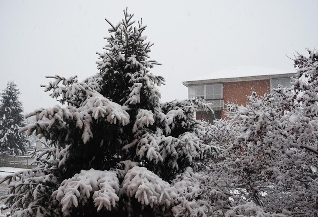 Schnee auf Bäumen