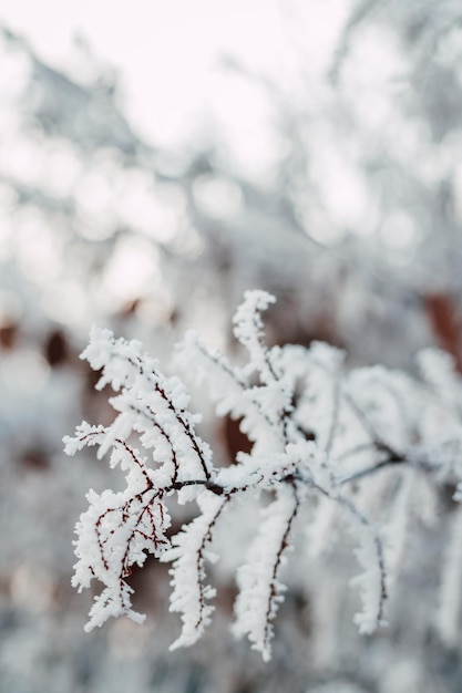 Schnee auf Baumzweigen Frost auf Baumzweigen Winterlandschaft