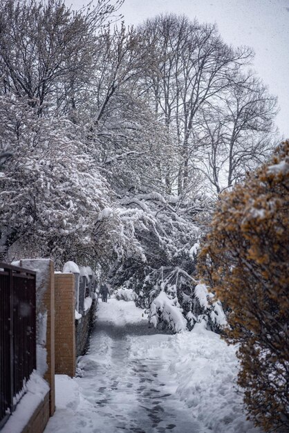 Schnee auf dem Boden und Bäume im Hintergrund