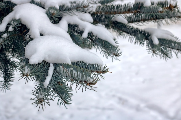 Schnee auf dem Zweig der Blaufichte