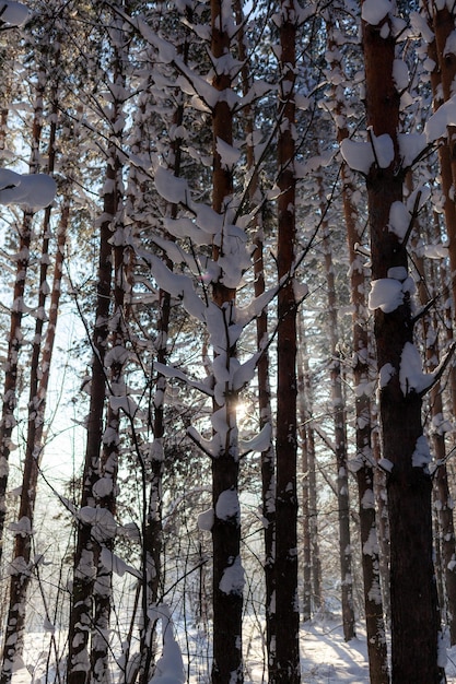 Schnee auf den Bäumen im Wald