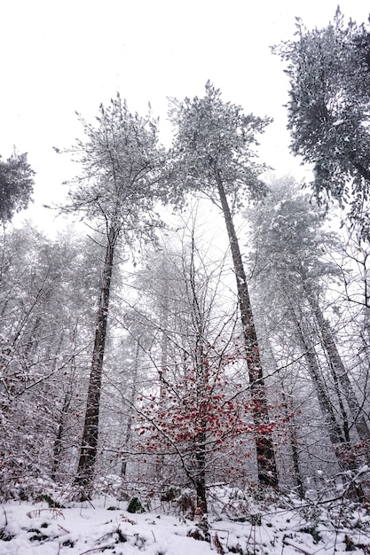 Schnee auf den Bäumen in der Wintersaison