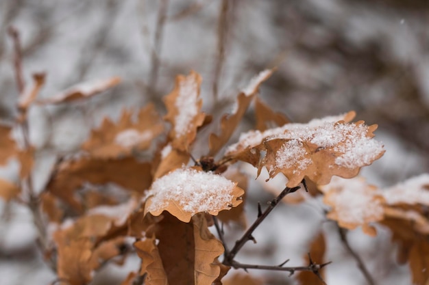 Schnee auf den Eichenblättern, Winterschneemakro, braune und weiße Farben