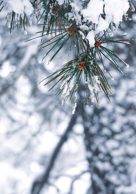 Schnee auf den Kiefernblättern in der Wintersaison, in den Weihnachtstagen