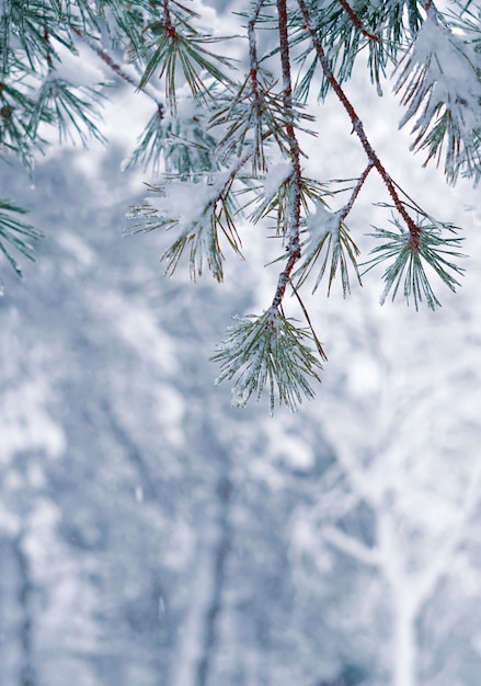 Schnee auf den Kiefernblättern in der Wintersaison, in den Weihnachtstagen