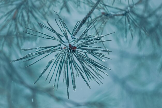 Schnee auf den Kiefernblättern in der Wintersaison