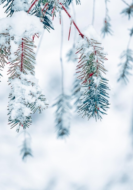 Schnee auf den Kiefernblättern in der Wintersaison