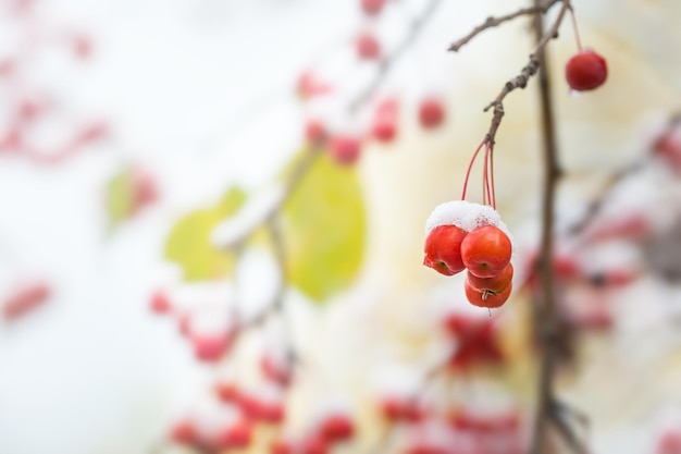 Schnee auf den wilden roten Äpfeln im Wald. Makrobild, selektiver Fokus