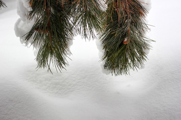 Schnee auf der Kiefer Abstrakter Hintergrund des Winters