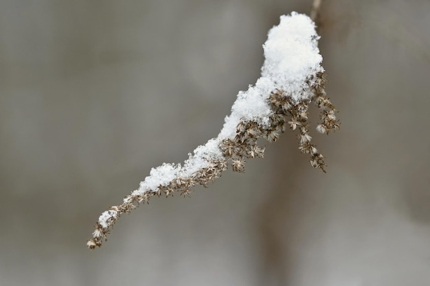 Schnee auf einem Ast mit einer kleinen Spinne darauf