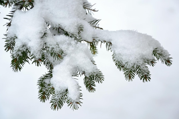 Schnee auf einem Kieferzweig