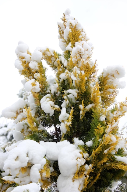 Schnee auf Kiefer