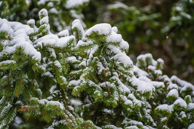 Schnee auf Kiefernzweigen im Winterpark Ukraine