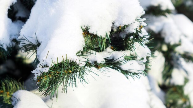 Schnee auf Weihnachtsbaumzweigen im Winter