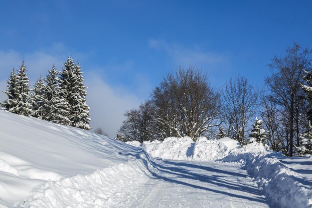 Foto schnee bedeckte bäume gegen den himmel