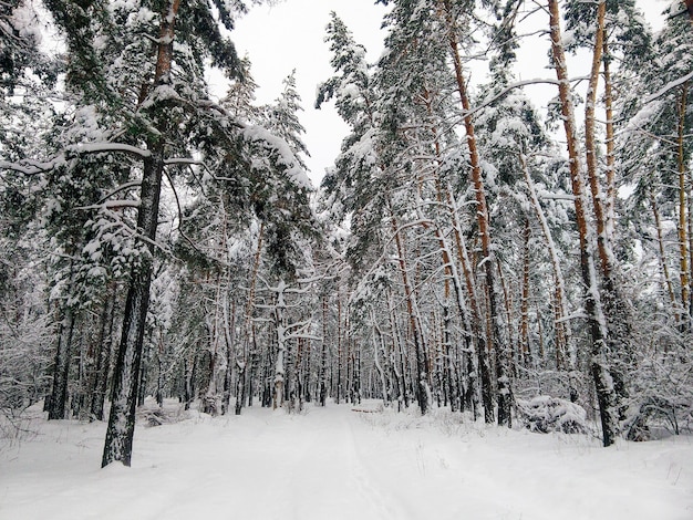 Foto schnee bedeckte bäume im wald im winter