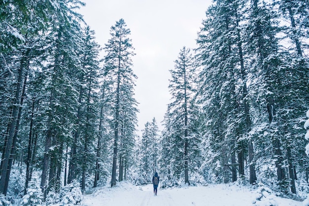 Schnee bedeckte Bäume im Wald